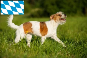 Lees meer over het artikel Kromfohrländer fokkers en pups in Beieren