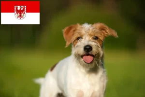 Lees meer over het artikel Kromfohrländer fokkers en pups in Brandenburg