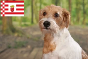 Lees meer over het artikel Kromfohrländer fokkers en pups in Bremen