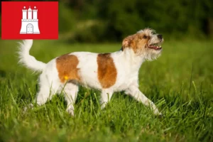 Lees meer over het artikel Kromfohrländer fokkers en pups in Hamburg
