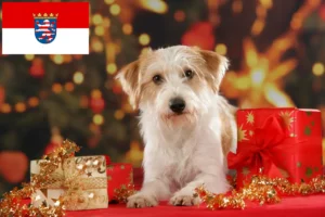 Lees meer over het artikel Kromfohrländer fokkers en pups in Hessen