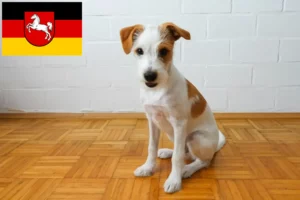 Lees meer over het artikel Kromfohrländer fokkers en pups in Nedersaksen