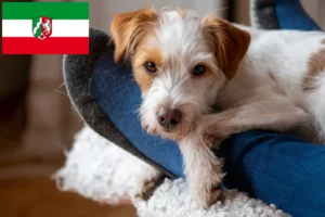 Lees meer over het artikel Kromfohrländer fokkers en pups in Noordrijn-Westfalen