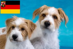 Lees meer over het artikel Kromfohrländer fokkers en pups in Rijnland-Palts
