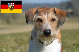 Lees meer over het artikel Kromfohrländer fokkers en pups in Saarland