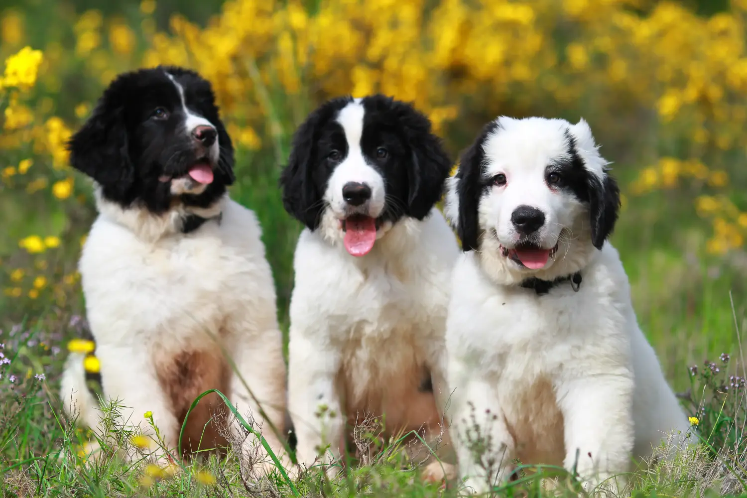 Een Landseer puppy kopen betekent verantwoordelijkheid nemen! Landseer puppy's kopen.
