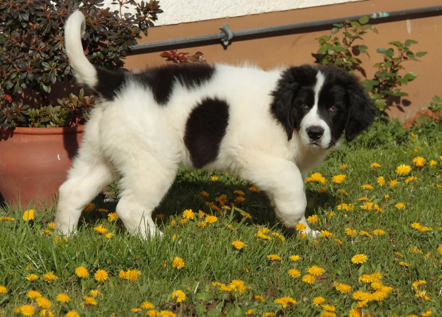 Een Landseer puppy kopen betekent verantwoordelijkheid nemen! Landseer puppy's kopen.