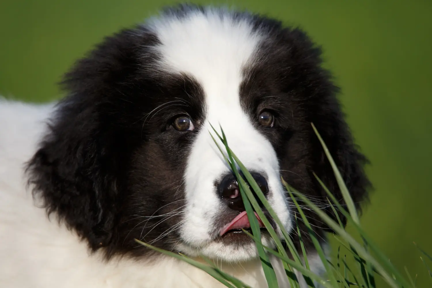 Een Landseer puppy kopen betekent verantwoordelijkheid nemen! Landseer puppy's kopen.
