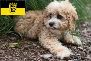 Lees meer over het artikel Maltipoo fokkers en pups in Baden-Württemberg