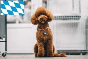 Lees meer over het artikel Maltipoo fokkers en pups in Beieren