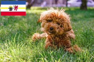 Lees meer over het artikel Maltipoo fokkers en pups in Mecklenburg-Vorpommern