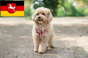 Lees meer over het artikel Maltipoo fokkers en pups in Nedersaksen