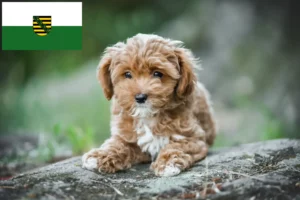 Lees meer over het artikel Maltipoo fokkers en pups in Saksen