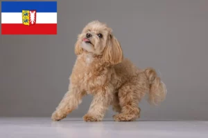 Lees meer over het artikel Maltipoo fokkers en pups in Sleeswijk-Holstein