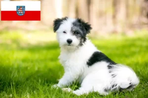 Lees meer over het artikel Maltipoo fokkers en pups in Thüringen