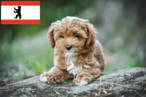 Lees meer over het artikel Maltipoo fokkers en pups in Berlijn
