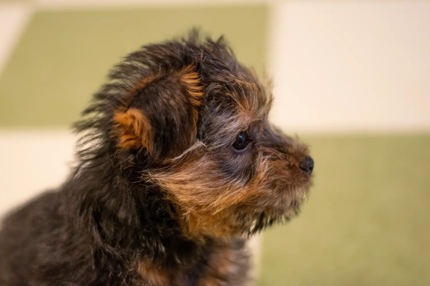 Een Norfolk Terrier puppy kopen betekent verantwoordelijkheid nemen! Norfolk Terrier puppy kopen.