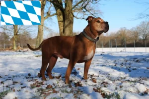 Lees meer over het artikel Olde Engelse Bulldog fokkers en pups in Beieren