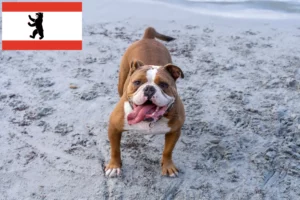 Lees meer over het artikel Olde Engelse Bulldog fokker en pups in Berlijn