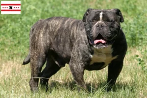 Lees meer over het artikel Olde Engelse Bulldog fokkers en pups in Drenthe