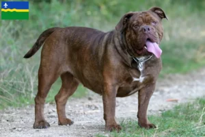 Lees meer over het artikel Olde Engelse Bulldog fokkers en pups in Flevoland
