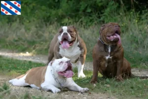 Lees meer over het artikel Olde Engelse Bulldog fokker en pups in Friesland