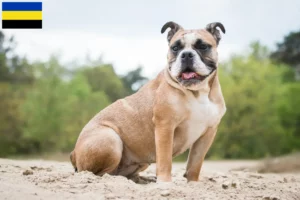 Lees meer over het artikel Olde Engelse Bulldog fokkers en pups in Gelderland