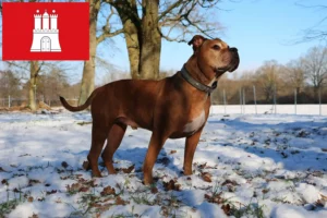 Lees meer over het artikel Olde Engelse Bulldog fokker en pups in Hamburg