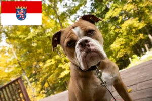 Lees meer over het artikel Olde Engelse Bulldog fokkers en pups in Hessen