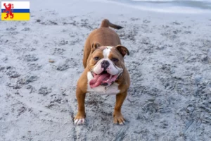 Lees meer over het artikel Olde Engelse Bulldog fokker en pups in Limburg