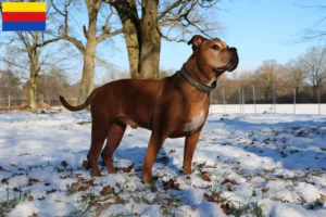 Lees meer over het artikel Olde Engelse Bulldog fokkers en pups in Noord-Holland