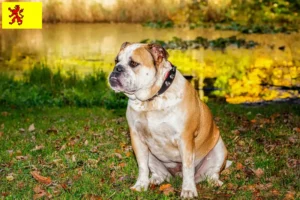 Lees meer over het artikel Olde Engelse Bulldog fokker en pups in Zuid-Holland
