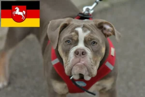 Lees meer over het artikel Olde Engelse Bulldog fokkers en pups in Nedersaksen