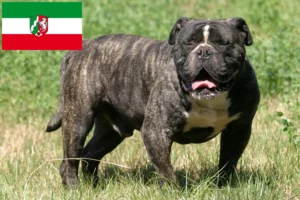 Lees meer over het artikel Olde Engelse Bulldog fokkers en pups in Noordrijn-Westfalen
