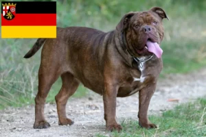 Lees meer over het artikel Olde Engelse Bulldog fokkers en pups in Rijnland-Palts