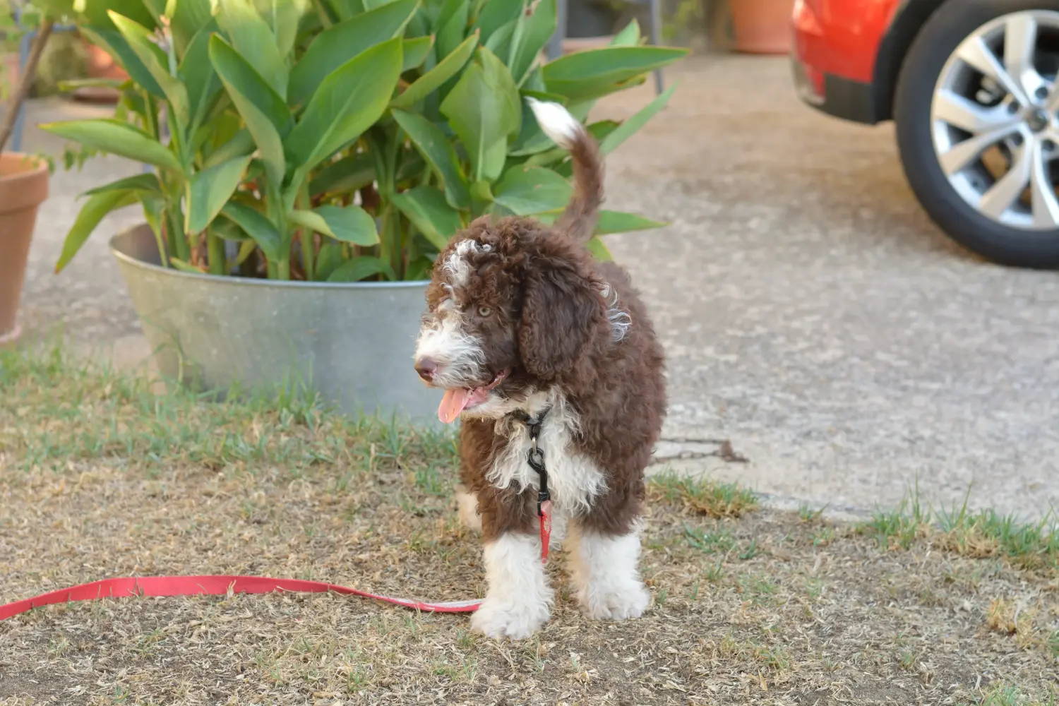 Een Perro de Agua Español puppy kopen betekent verantwoordelijkheid nemen! Koop Perro de Agua Español puppy's.