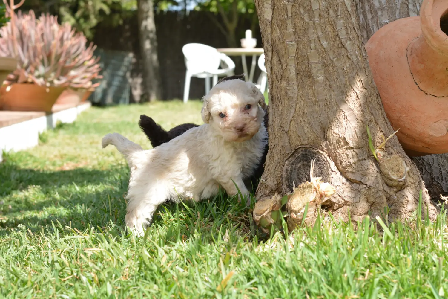 Een Perro de Agua Español puppy kopen betekent verantwoordelijkheid nemen! Koop Perro de Agua Español puppy's.