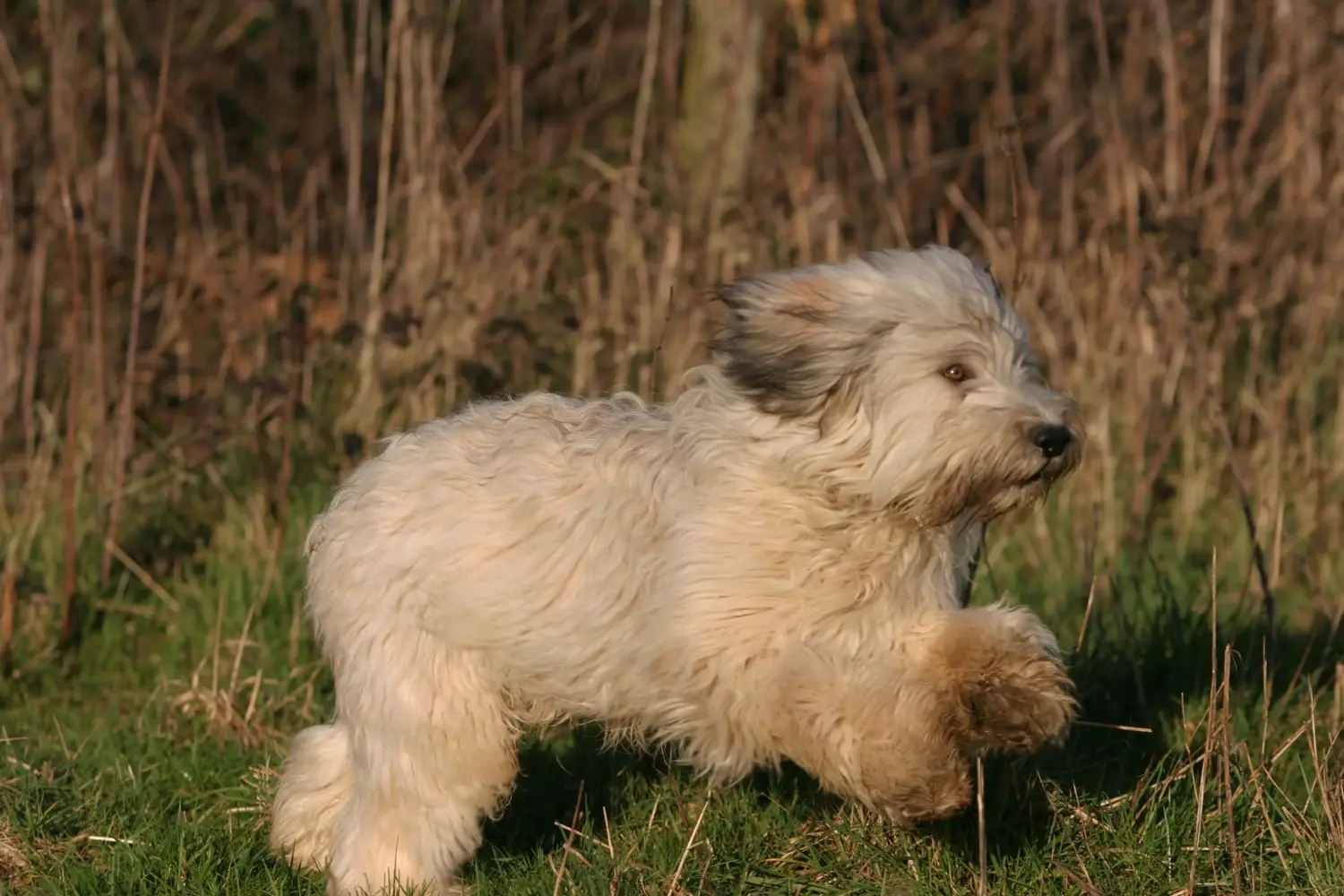 Een PON puppy kopen betekent verantwoordelijkheid nemen! PON puppy's kopen.