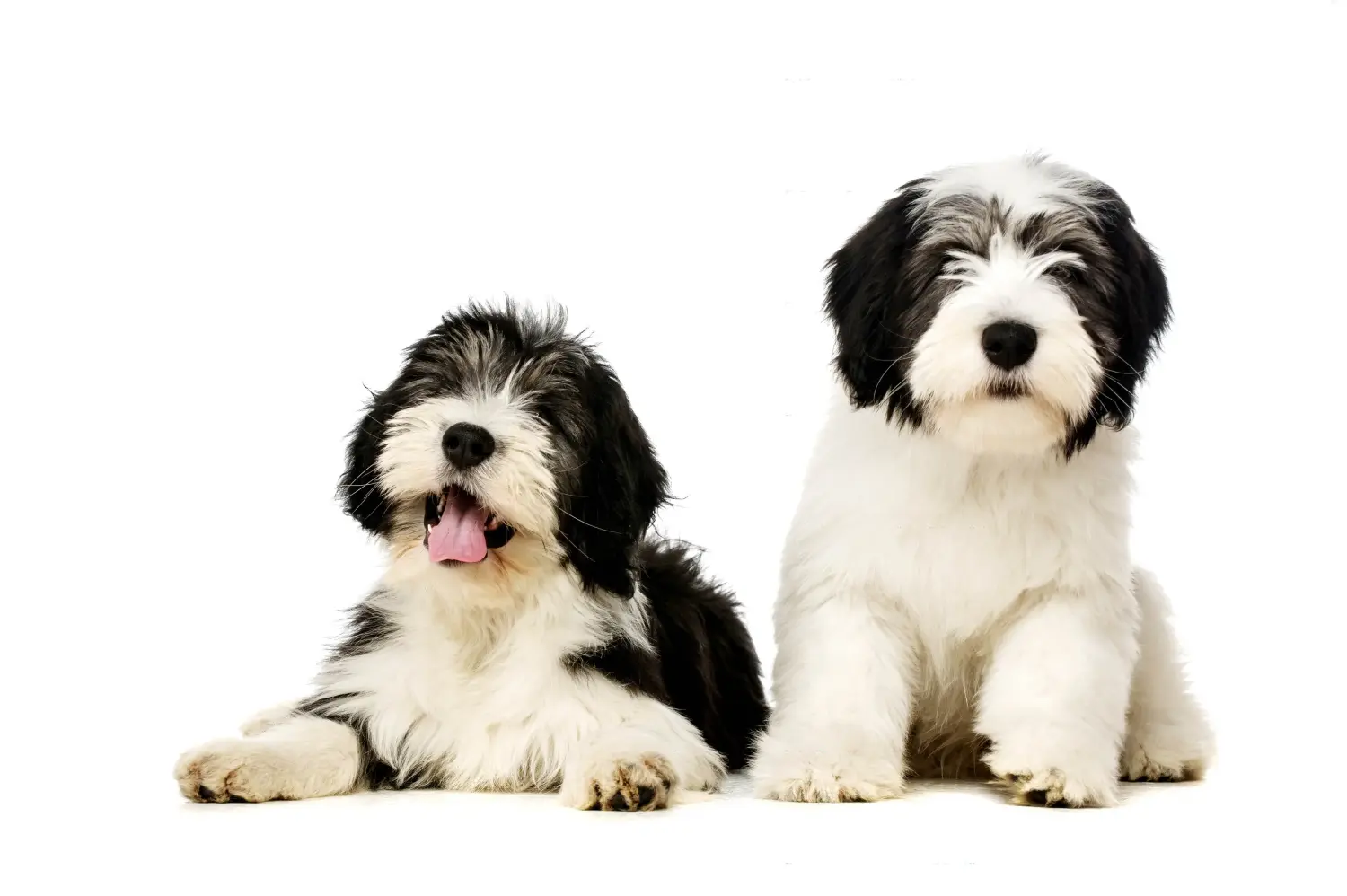 Een PON puppy kopen betekent verantwoordelijkheid nemen! PON puppy's kopen.