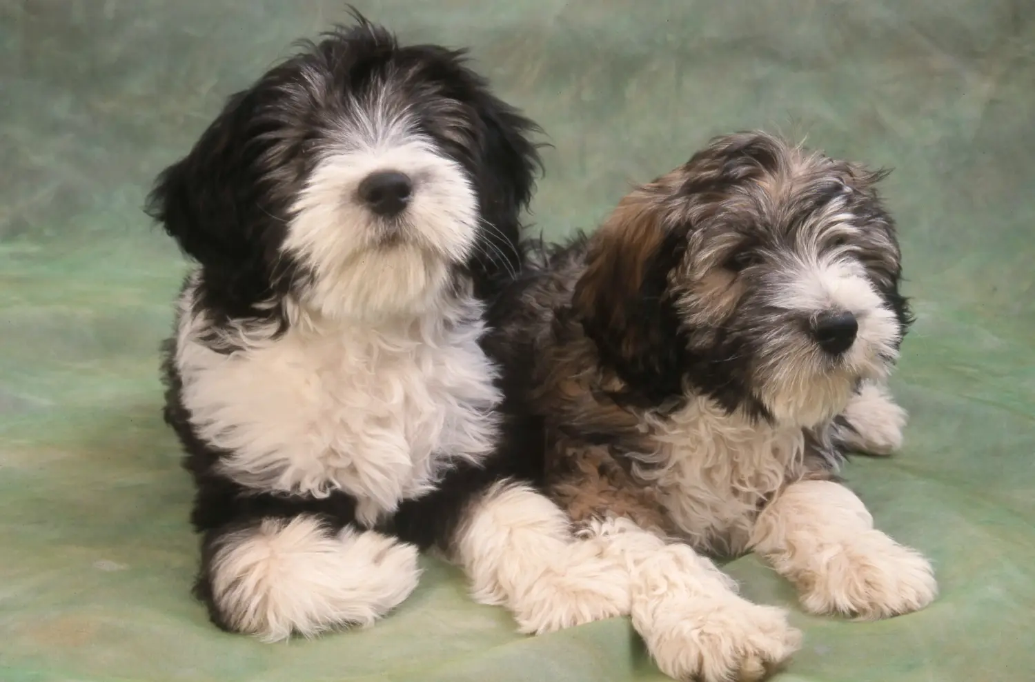 Een PON puppy kopen betekent verantwoordelijkheid nemen! PON puppy's kopen.