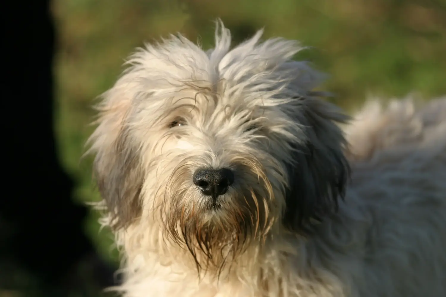 Een PON puppy kopen betekent verantwoordelijkheid nemen! PON puppy's kopen.