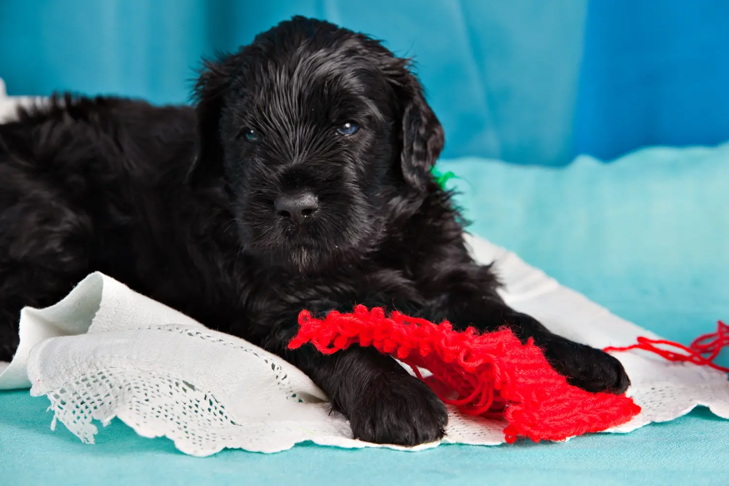 Een puppy van de Russische Zwarte Terrier kopen betekent verantwoordelijkheid nemen! Russische Zwarte Terrier puppy kopen.