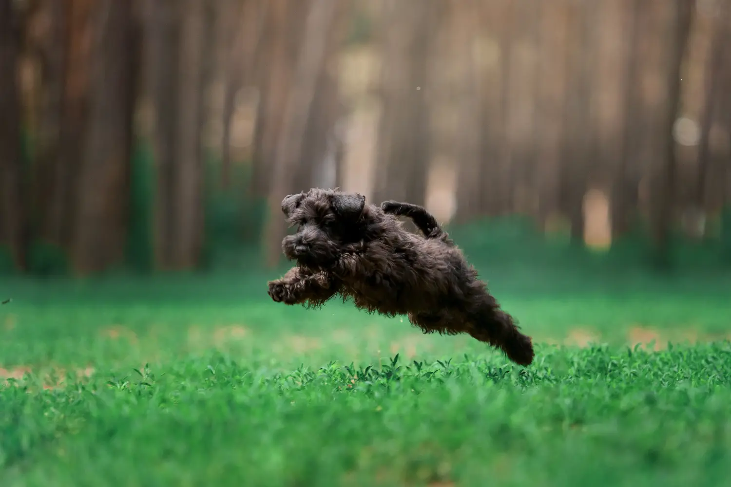 Een puppy van de Russische Zwarte Terrier kopen betekent verantwoordelijkheid nemen! Russische Zwarte Terrier puppy kopen.