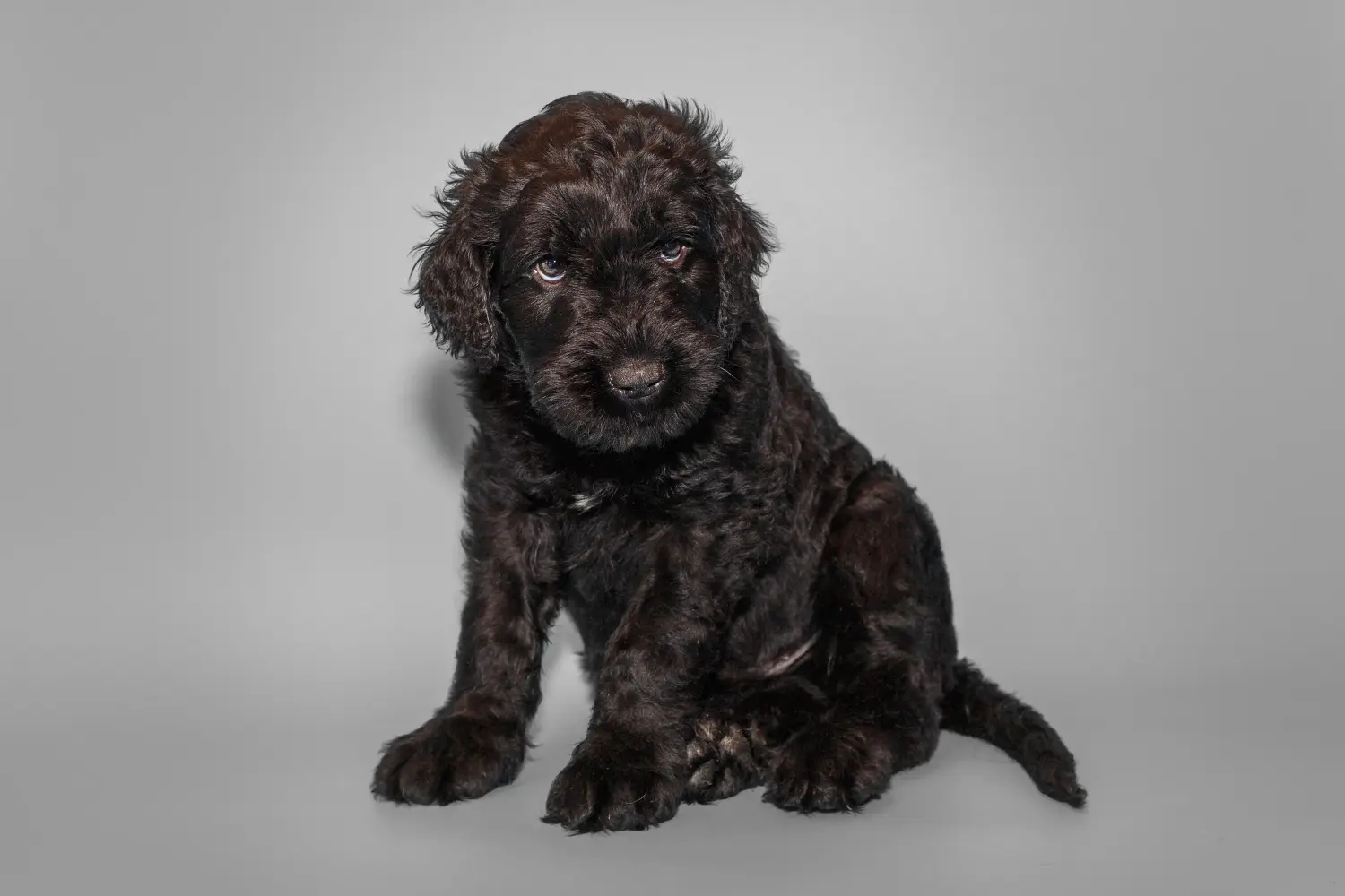 Een puppy van de Russische Zwarte Terrier kopen betekent verantwoordelijkheid nemen! Russische Zwarte Terrier puppy kopen.
