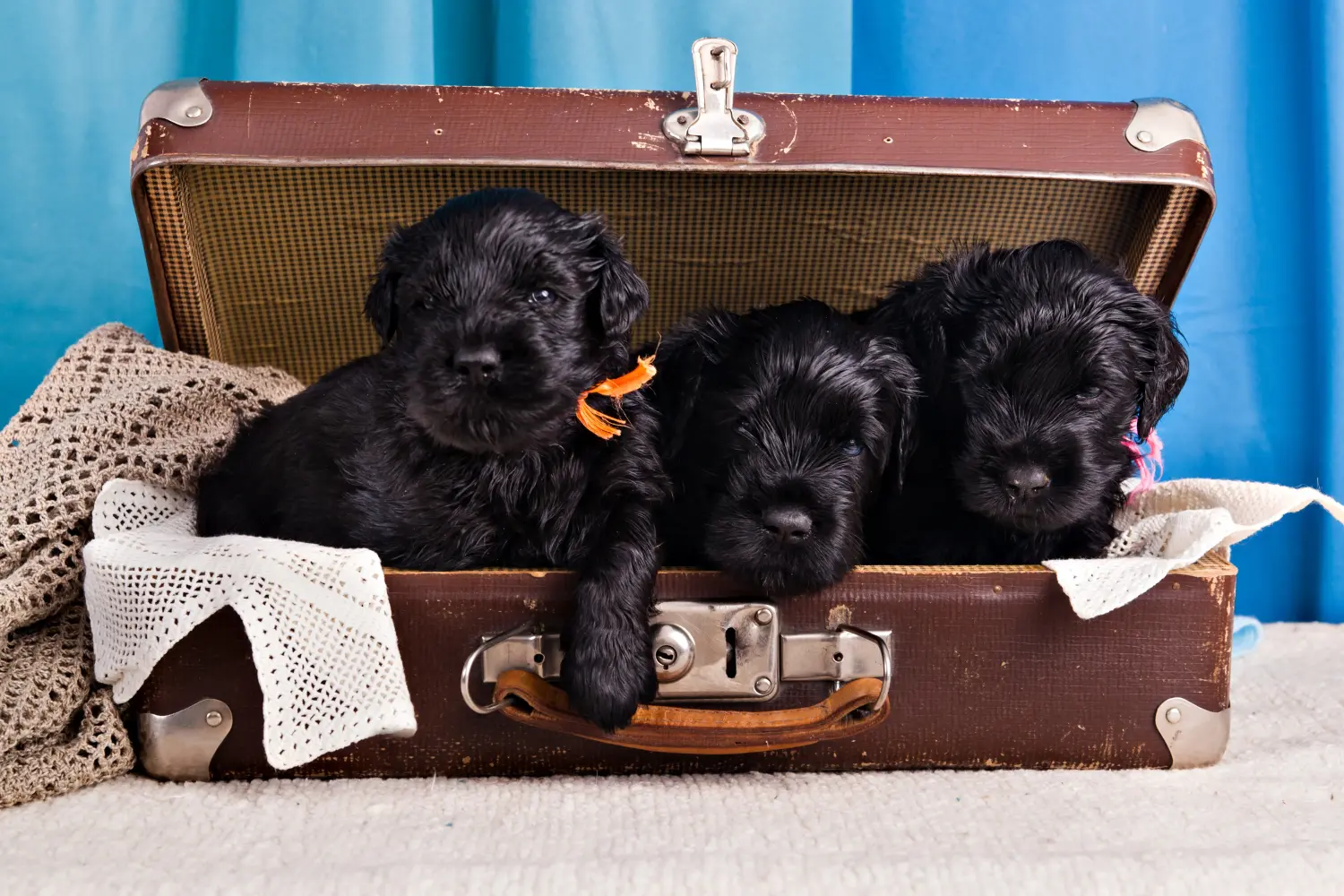 Een puppy van de Russische Zwarte Terrier kopen betekent verantwoordelijkheid nemen! Russische Zwarte Terrier puppy kopen.