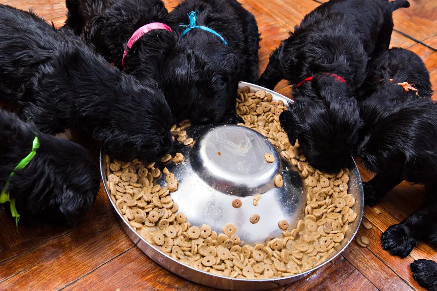 Een puppy van de Russische Zwarte Terrier kopen betekent verantwoordelijkheid nemen! Russische Zwarte Terrier puppy kopen.
