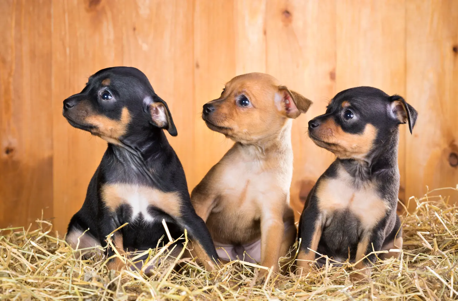 Een Russkiy Toy puppy kopen betekent verantwoordelijkheid nemen! Russkiy Toy puppy kopen.