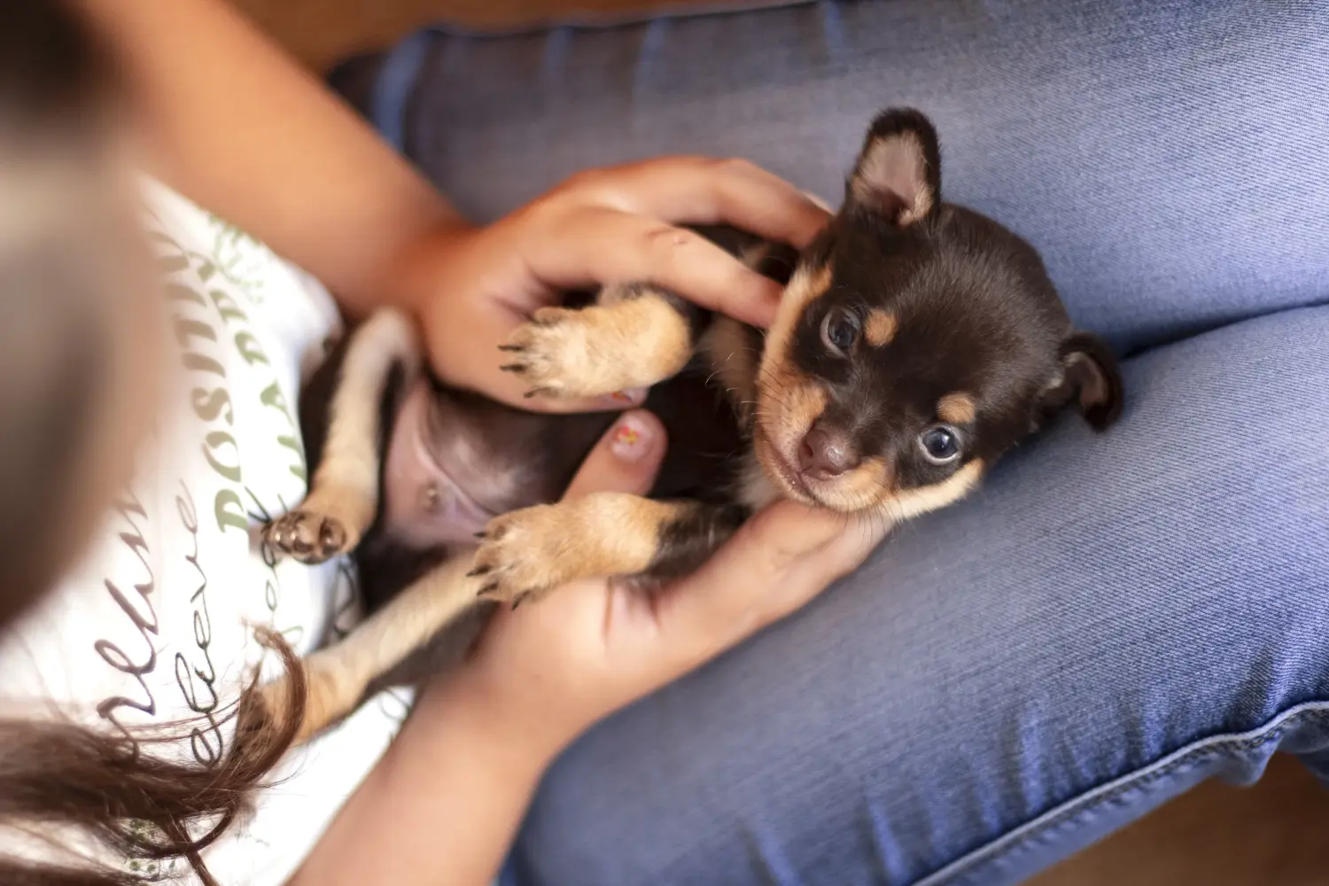 Een Russkiy Toy puppy kopen betekent verantwoordelijkheid nemen! Russkiy Toy puppy kopen.