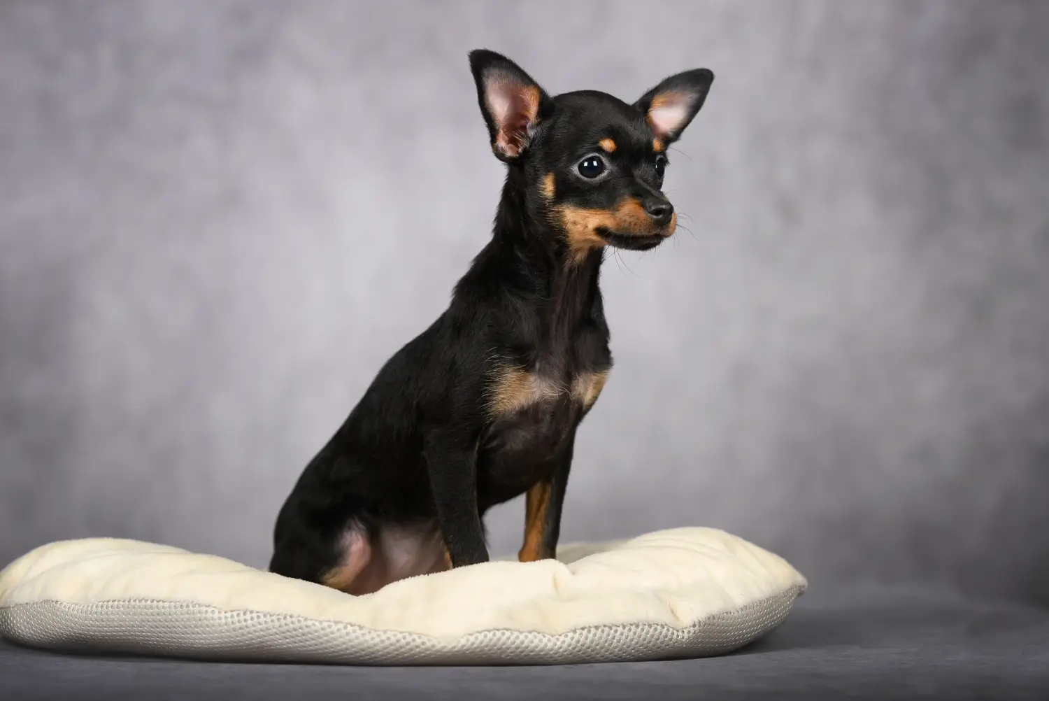 Een Russkiy Toy puppy kopen betekent verantwoordelijkheid nemen! Russkiy Toy puppy kopen.