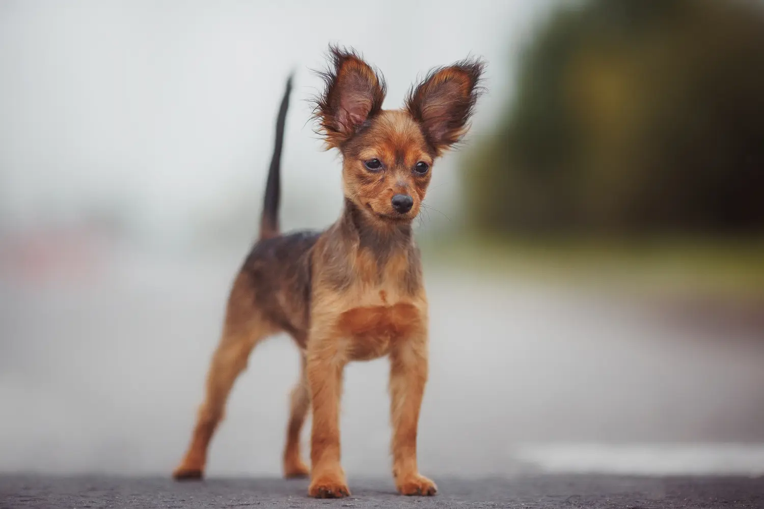 Een Russkiy Toy puppy kopen betekent verantwoordelijkheid nemen! Russkiy Toy puppy kopen.